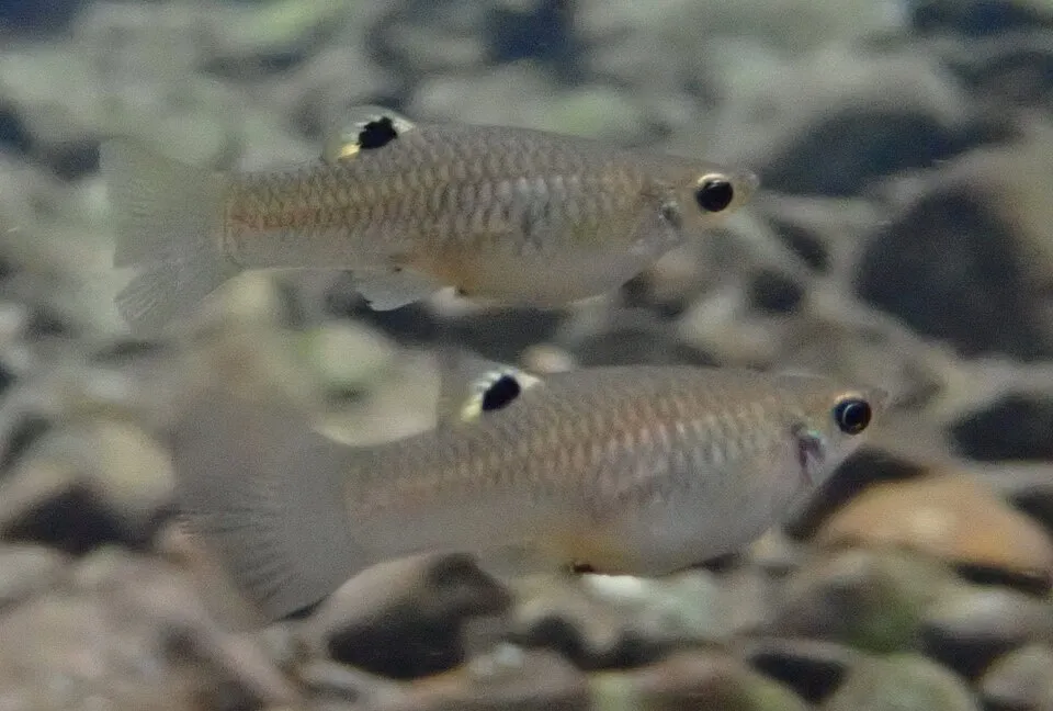 Cauca molly (Poecilia caucana)