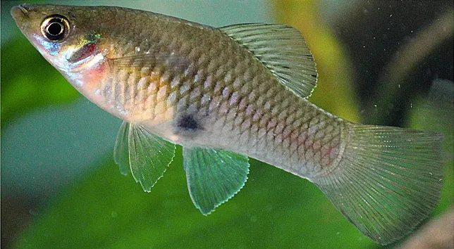 Merry widow livebearer (Phallichthys amates)