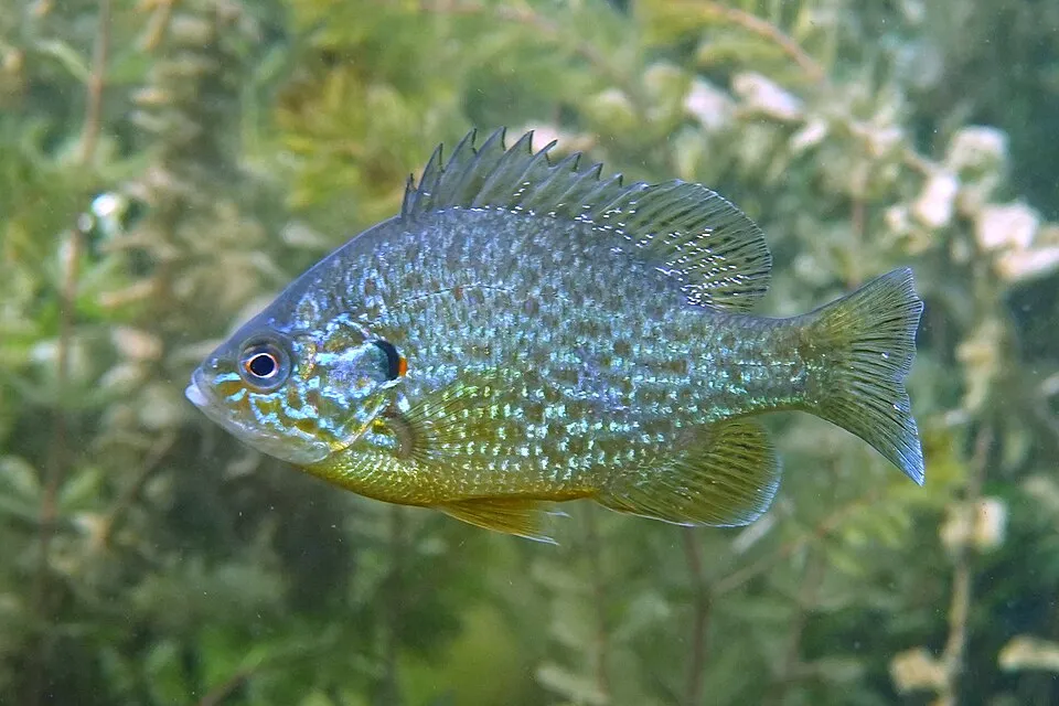 Pumpkinseed Sunfish (Lepomis gibbosus)