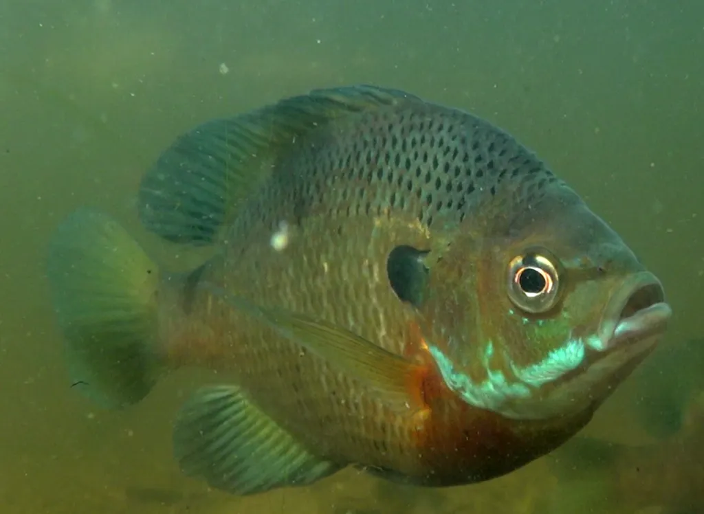 Bluegill Sunfish (Lepomis macrochirus)