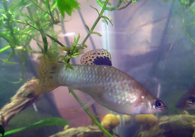 Gill's molly (Poecilia gillii)
