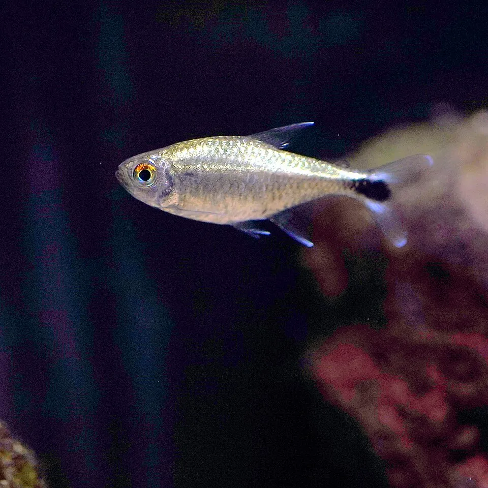 Golden Tetra (Hemigrammus rodwayi)