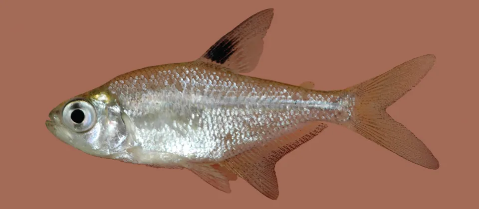 Mayan Tetra (Hyphessobrycon compressus)