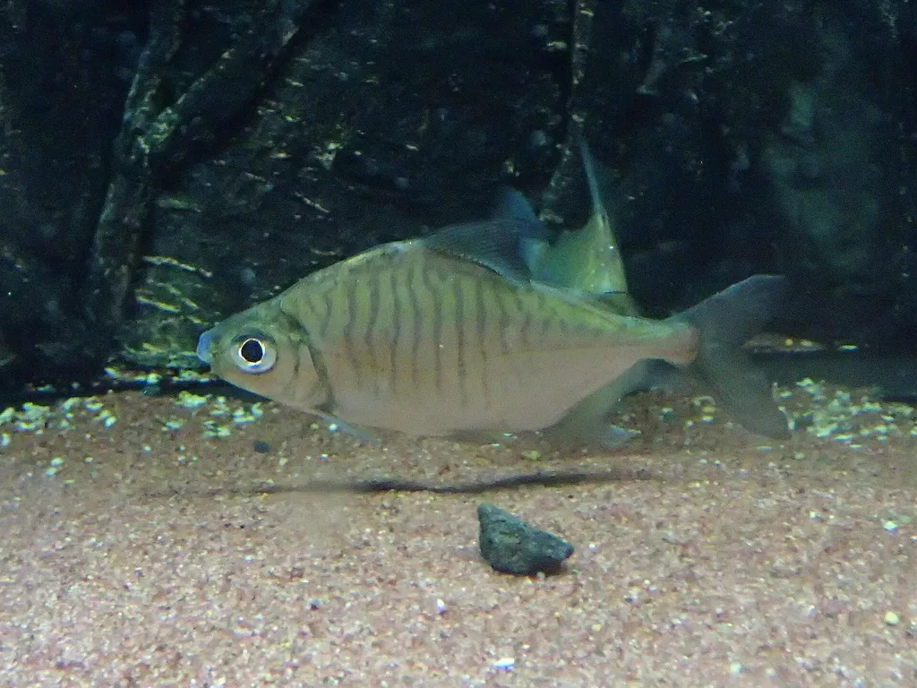 Tiger pacu (Acnodon normani)