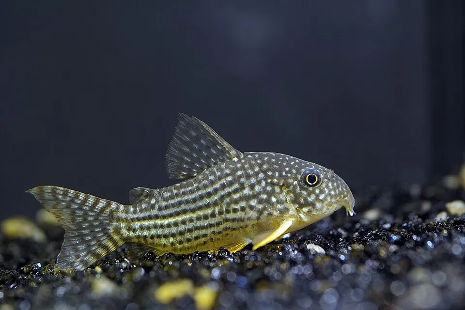 Sterba's cory (Corydoras sterbai)