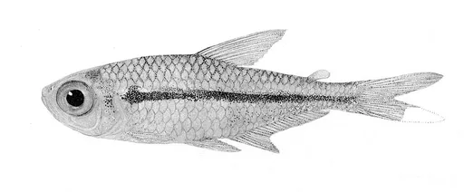 Flag Tetra (Hyphessobrycon heterorhabdus)