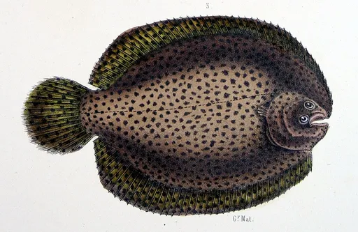 Drab Sole (Achirus achirus)