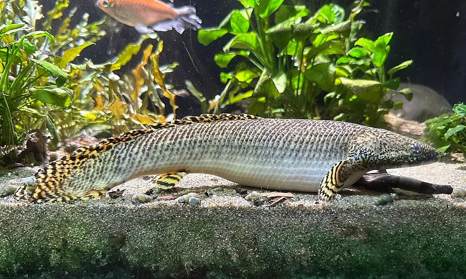 Ornate bichir (Polypterus ornatipinnis)