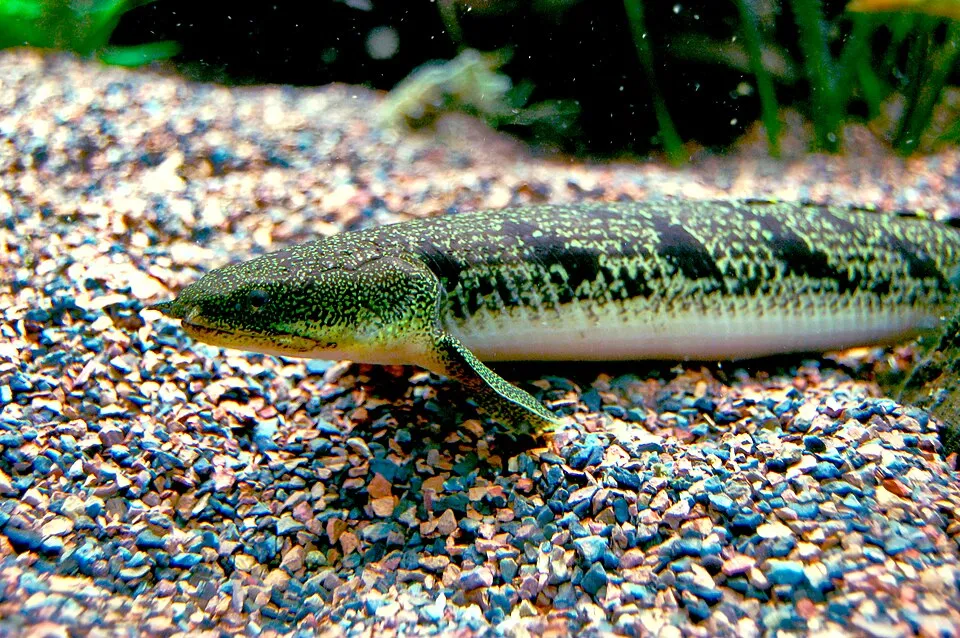 Barred bichir (Polypterus delhezi)