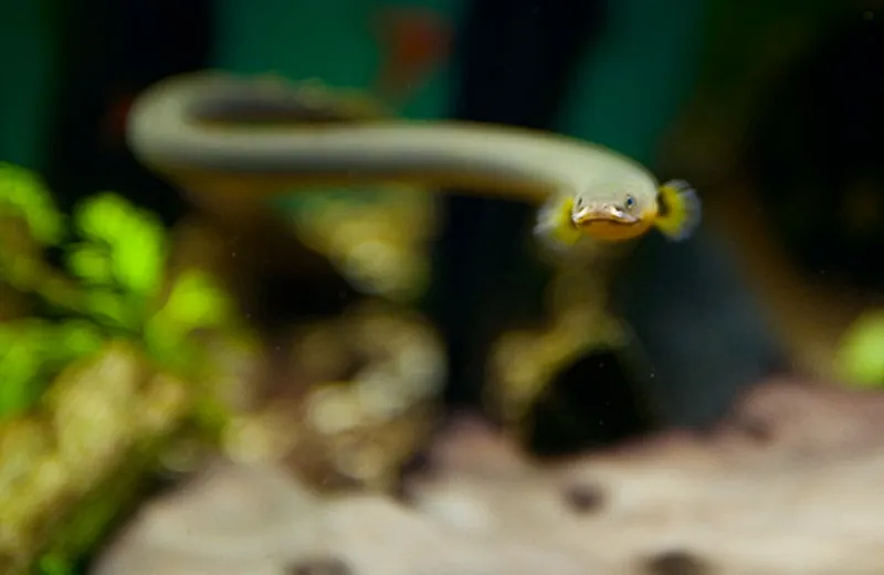 Ropefish (Erpetoichthys calabaricus)