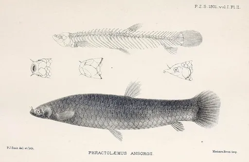 Hingemouth (Phractolaemus ansorgii)
