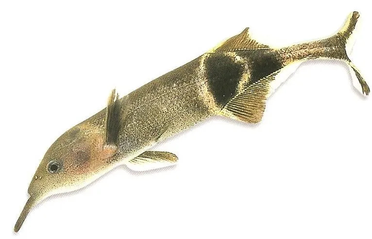 Peter’s elephantnose (Gnathonemus petersii)