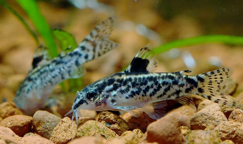 Sixray cory (Aspidoras pauciradiatus)