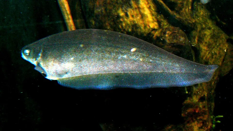 African knifefish (Xenomystus nigri)