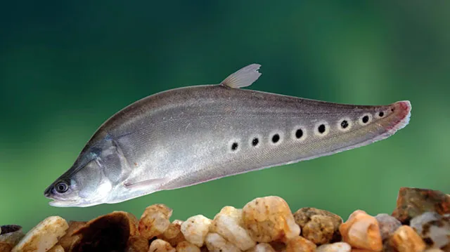 Clown knifefish (Chitala ornata)