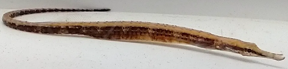 Freshwater pipefish (Doryichthys martensii)