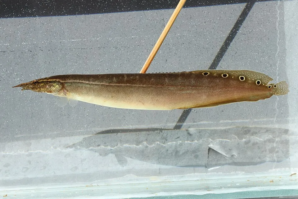 Peacock Spiny Eel (Macrognathus siamensis)