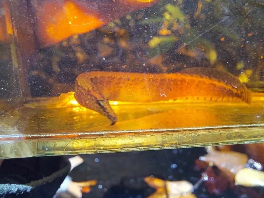 Half-banded spiny eel (Macrognathus circumcinctus)