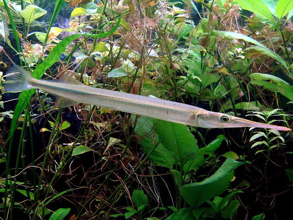 Freshwater needlefish (Xenentodon cancila)