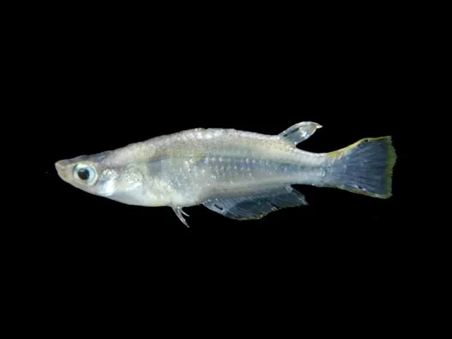 Javanese ricefish (Oryzias javanicus)