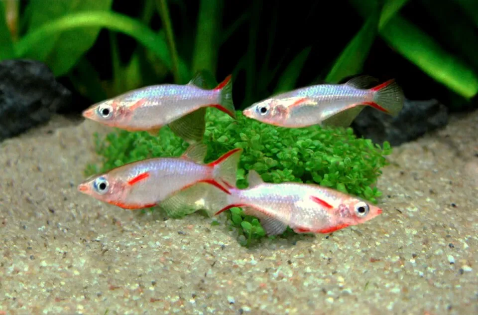 Daisy's Ricefish (Oryzias woworae)