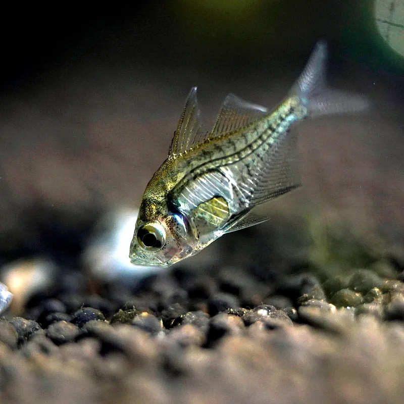 Indian glassy fish (Parambassis ranga)