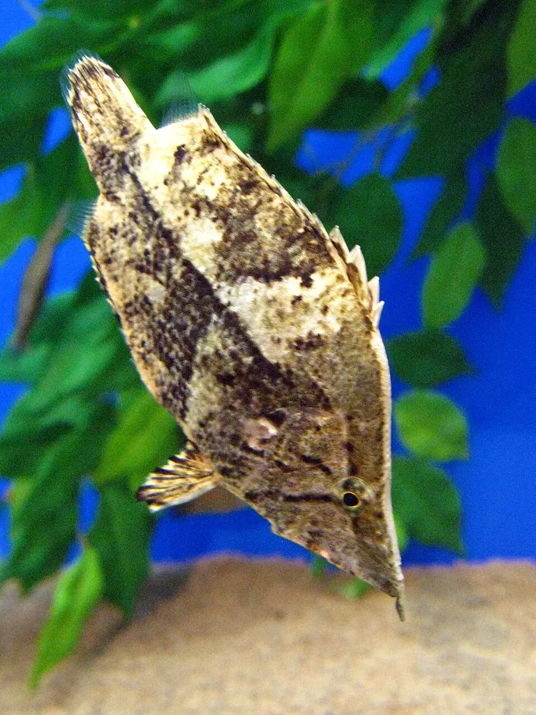 Amazon leaf fish (Monocirrhus polyacanthus)