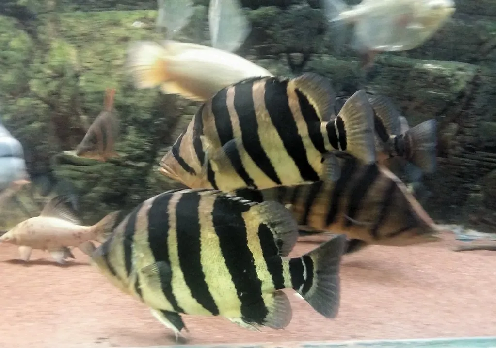 Indonesian tigerfish (Datnioides microlepis)