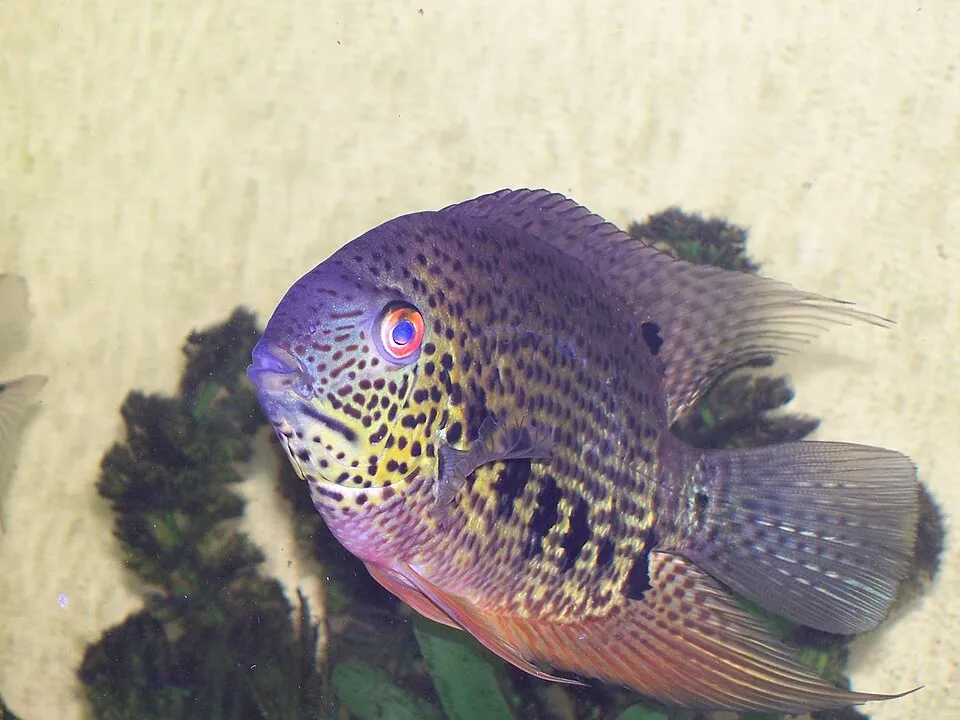 Spotted Severum (Heros notatus)