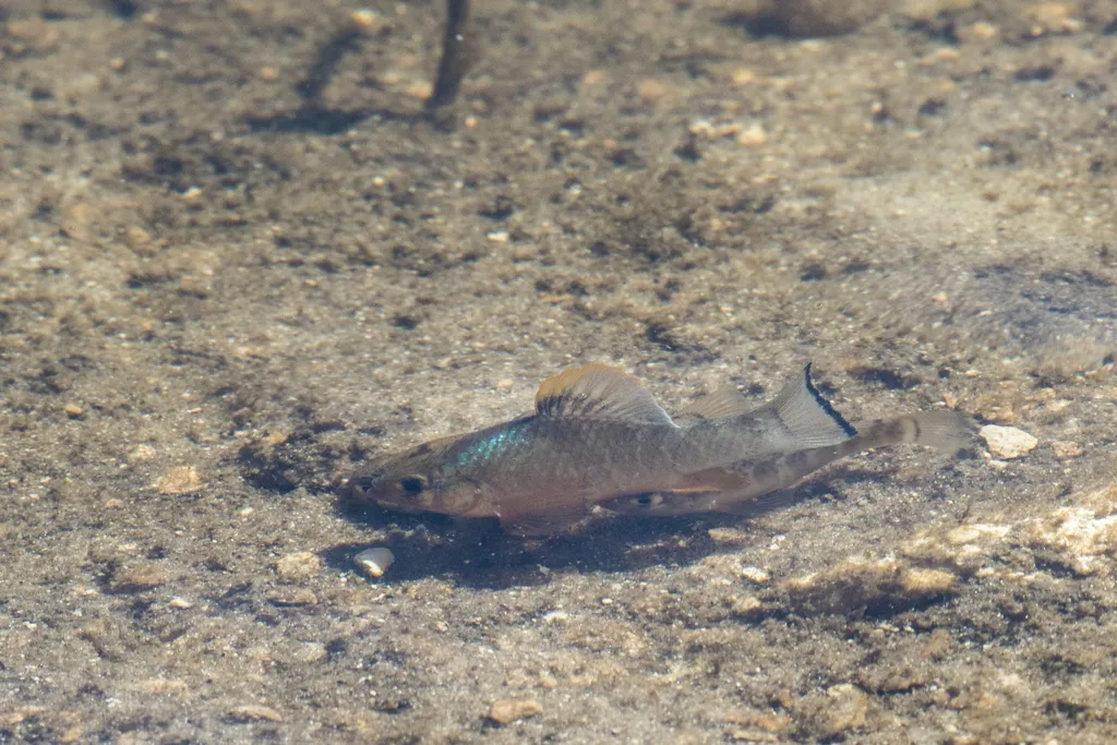 Sheepshead minnow (Cyprinodon variegatus)