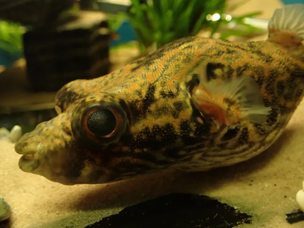Humpback Puffer (Pao palembangensis)