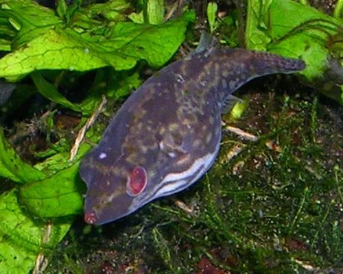 Red-tail dwarf puffer (Carinotetraodon irrubesco)