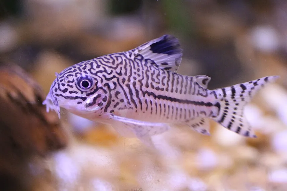 Threestripe cory (Corydoras trilineatus)