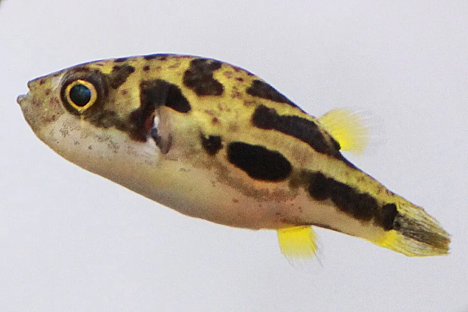 Dwarf pufferfish (Carinotetraodon travancoricus)