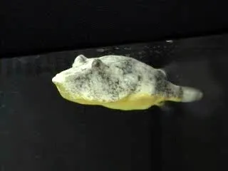 Congo pufferfish (Tetraodon miurus)