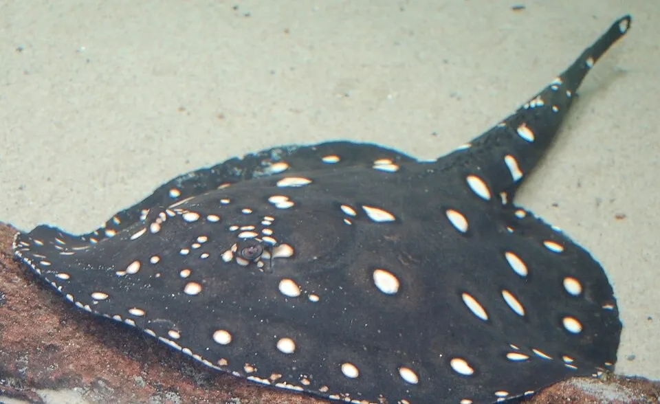 Black devil stingray (Potamotrygon leopoldi)