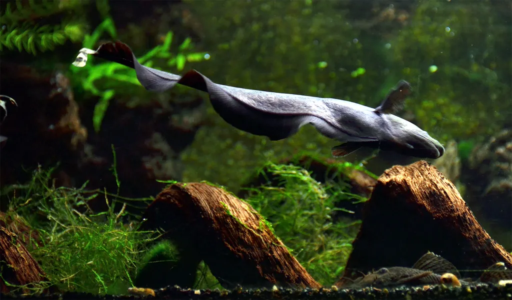 Black ghost knifefish (Apteronotus albifrons)