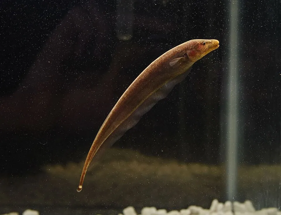 Brown ghost knifefish (Apteronotus leptorhynchus)