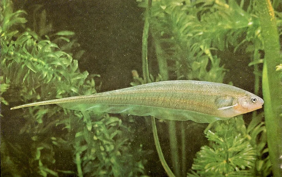 Glass knifefish (Eigenmannia virescens)