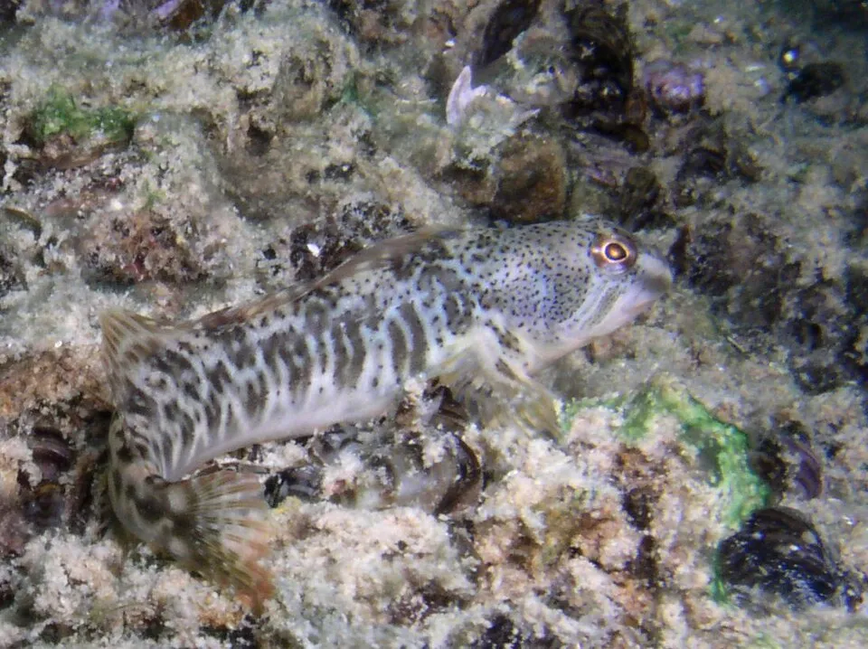 Freshwater blenny (Salaria fluviatilis)