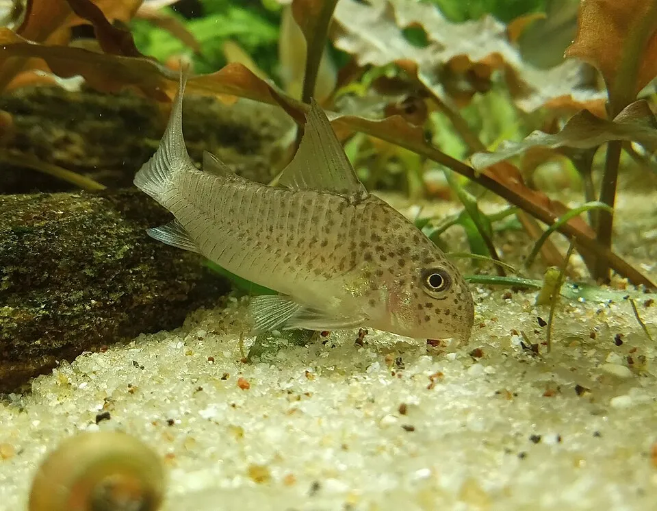 Xingu cory (Corydoras xinguensis)