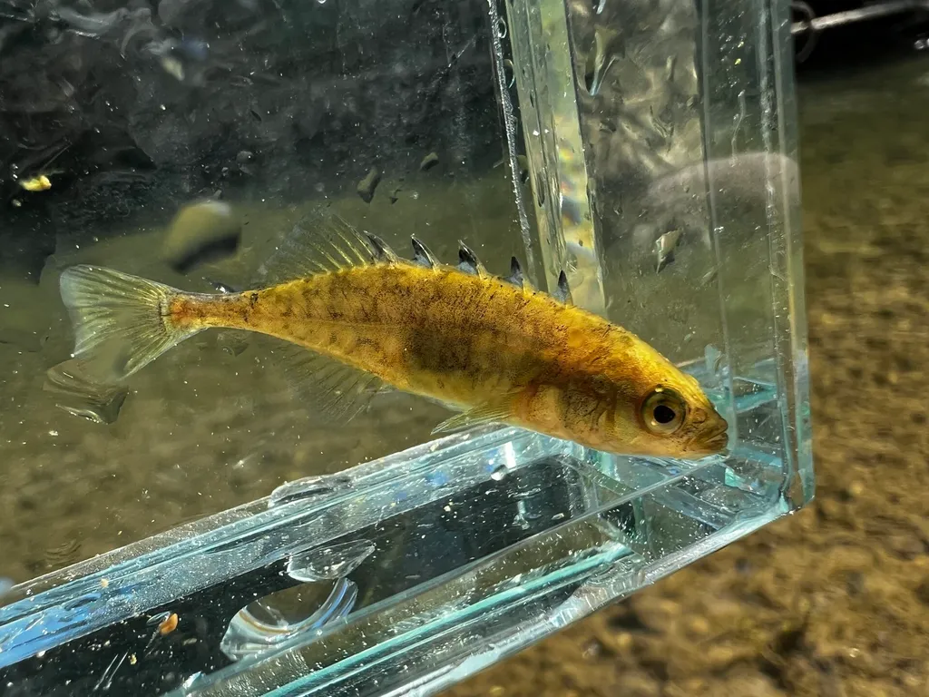 Brook stickleback (Culaea inconstans)