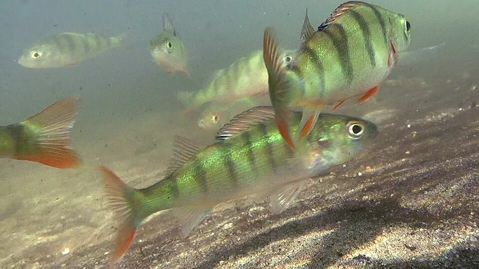 European Perch (Perca fluviatilis)