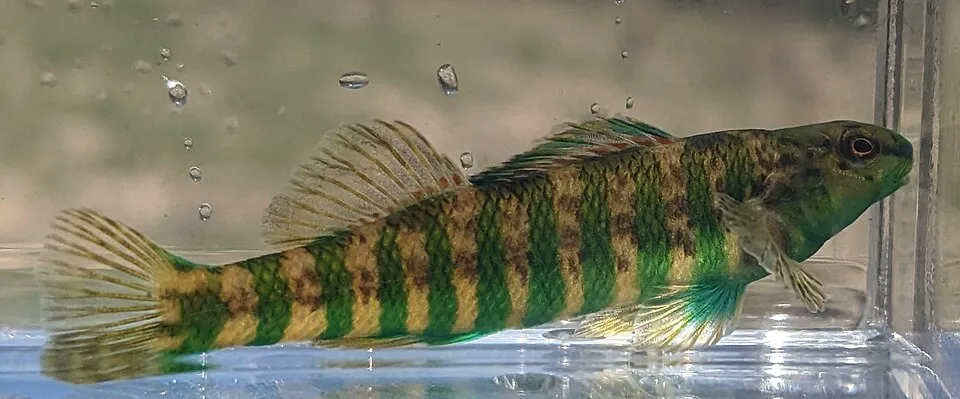 Banded darter (Etheostoma zonale)