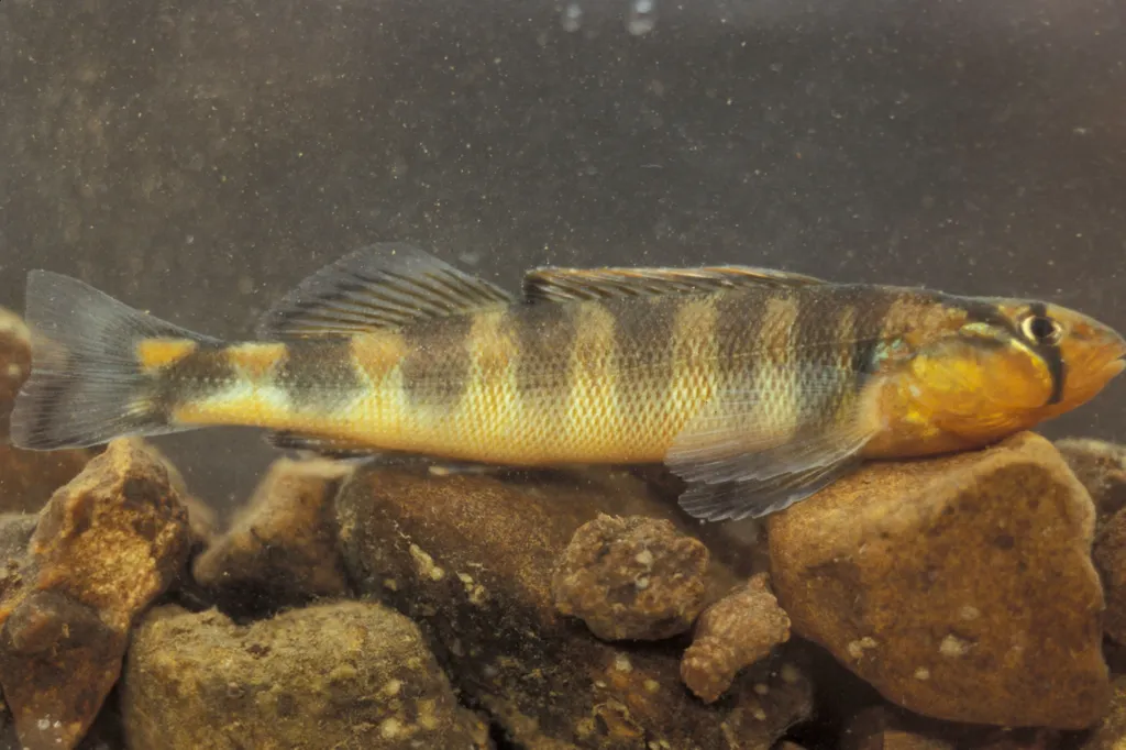 Gilt darter (Percina evides)