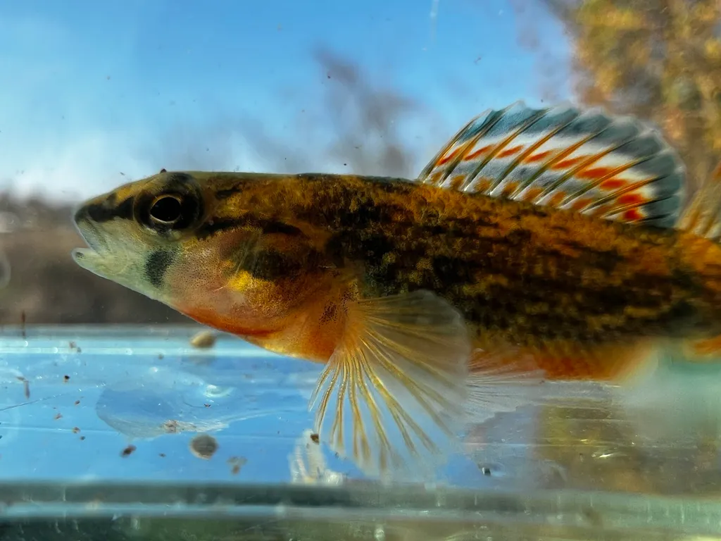 Orangethroat darter (Etheostoma spectabile)