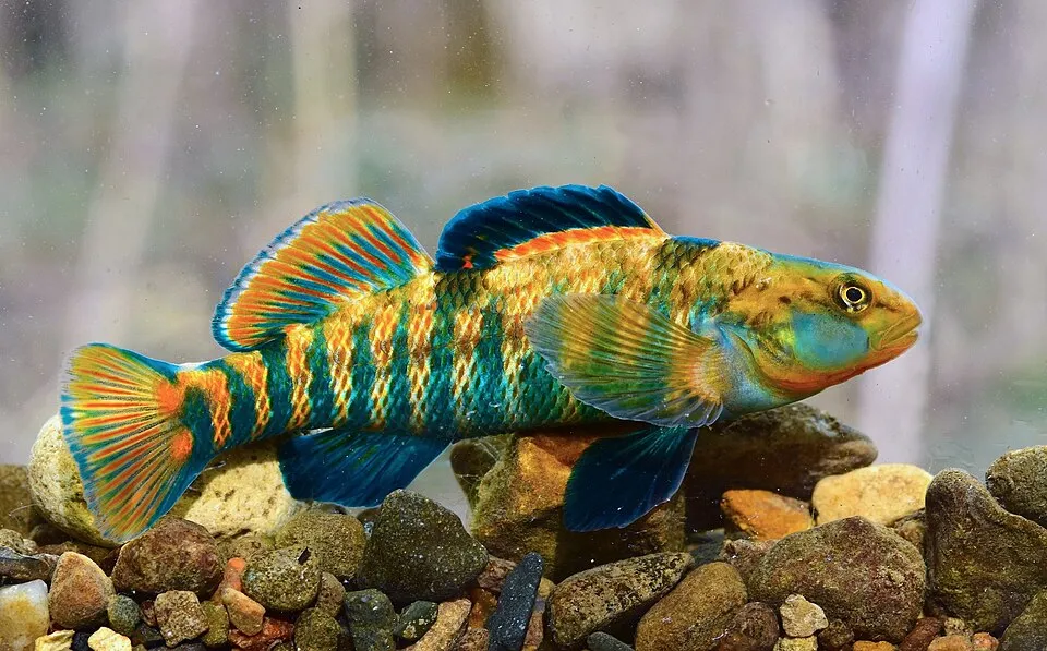 Rainbow darter (Etheostoma caeruleum)