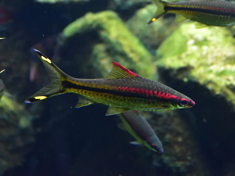 Redline Torpedo Barb (Sahyadria denisonii)
