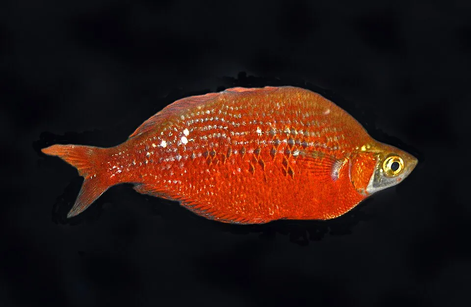 Red rainbowfish (Glossolepis incisus)