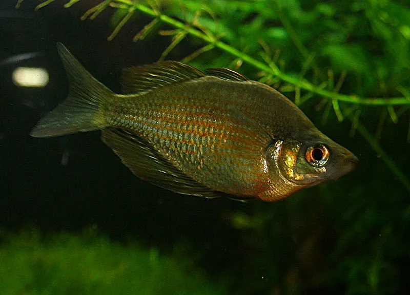 Lake Wanam rainbowfish (Glossolepis wanamensis)